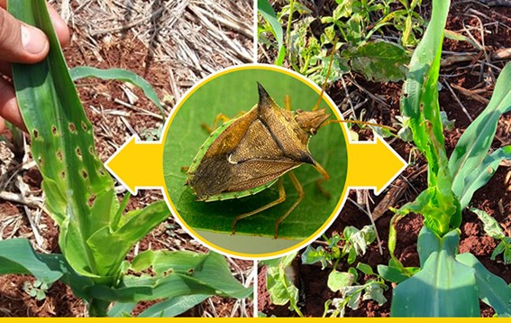 Identificando o Invasor: Conheça seu Nemigo Barriga Verde - inspiração 2