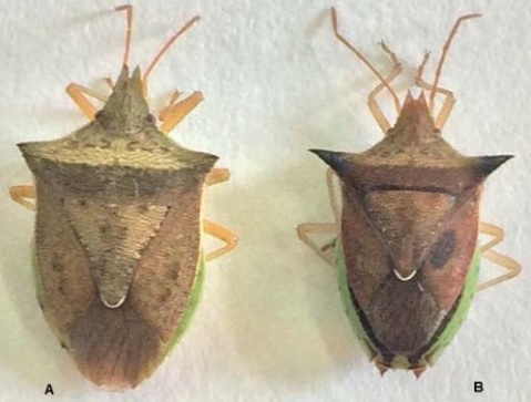 O Que Fazer com o Percevejo Capturado: Descarte Consciente - inspiração 1