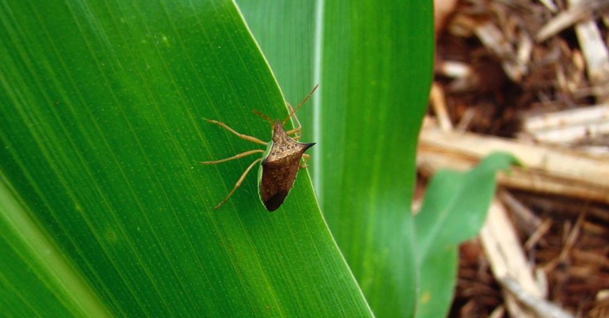 O Ciclo de Vida do Percevejo: Entendendo para Combater - inspiração 2