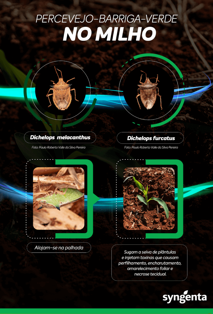 Danos Causados: O Que Esse Pequeno Bug Faz à Sua Planta? - inspiração 1