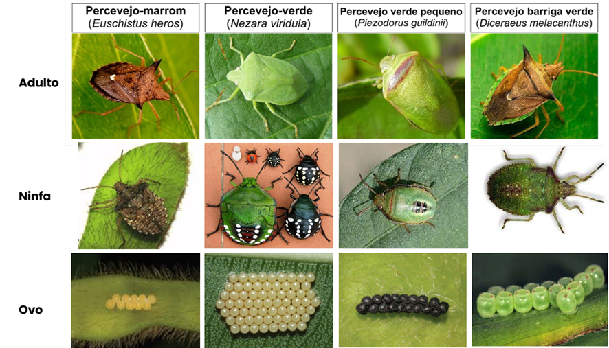 Danos Causados: O Que Esse Pequeno Bug Faz à Sua Planta? - inspiração 2