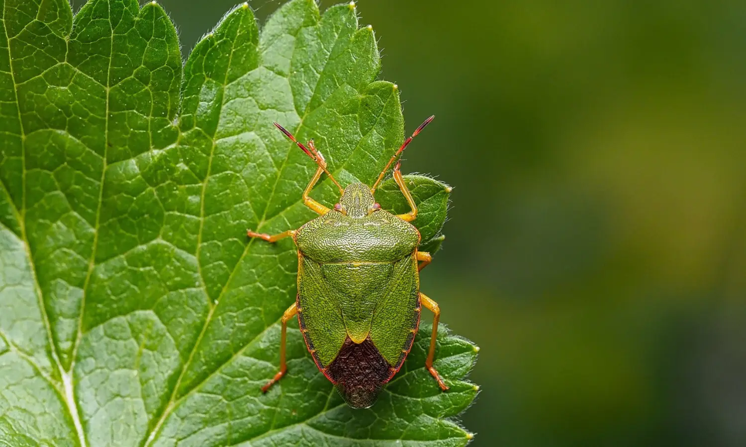 Métodos Naturais: Aliados Verdes Contra o Percevejo Barriga Verde - inspiração 2