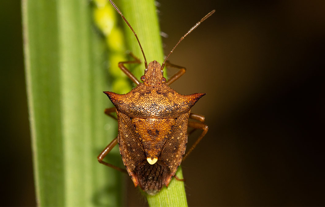 Armadilhas Caseiras: Soluções Simples para Capturar e Eliminar - inspiração 1