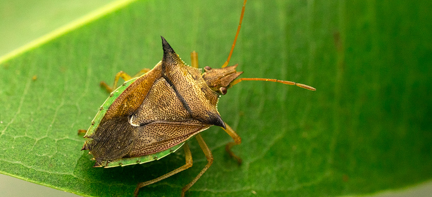 Armadilhas Caseiras: Soluções Simples para Capturar e Eliminar - inspiração 2