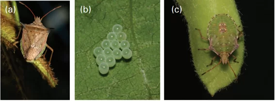 Controle Biológico: Inimigos Naturais Que Fazem o Serviço Sujo - inspiração 1