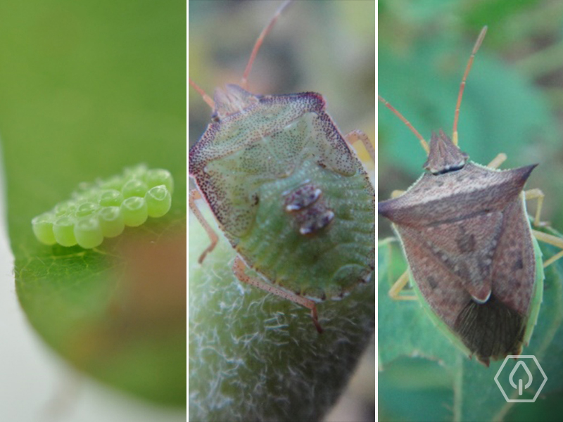 Controle Biológico: Inimigos Naturais Que Fazem o Serviço Sujo - inspiração 2