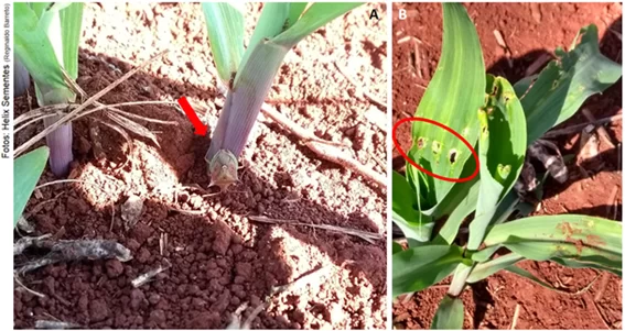 Produtos de Controle: Quando o Assunto Fica Sério - inspiração 1