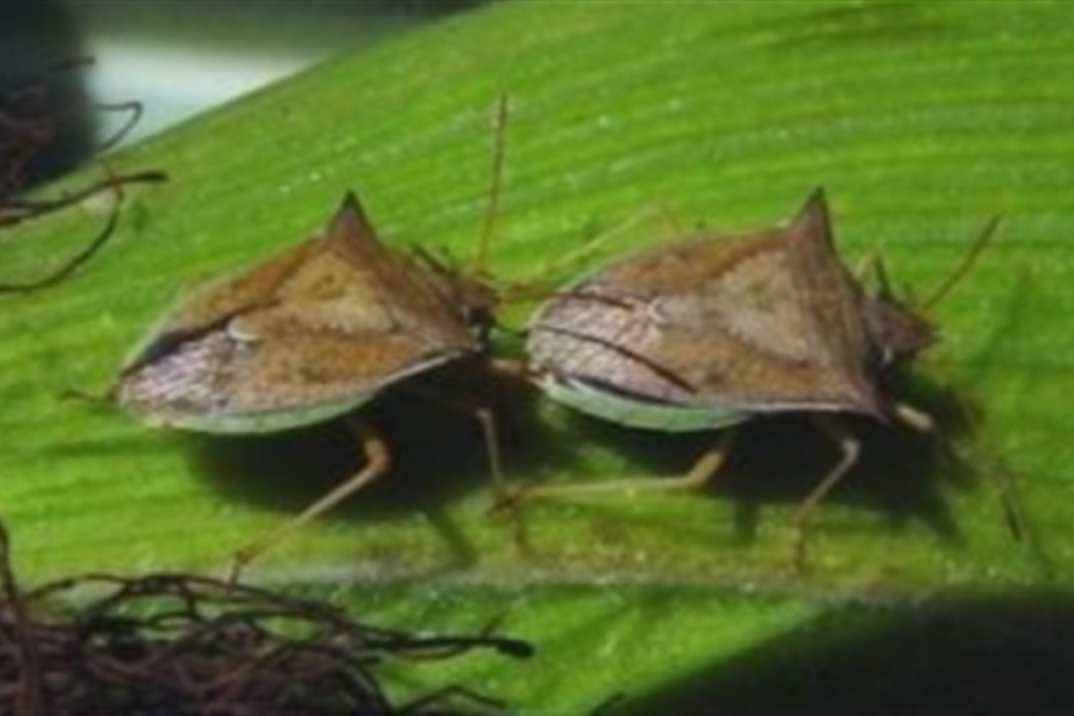 Prevenção é a Chave: Como Evitar Novas Infestações - inspiração 1