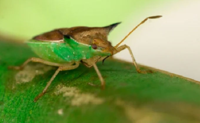 Monitoramento Constante: Fique um Passo à Frente do Inimigo - inspiração 1