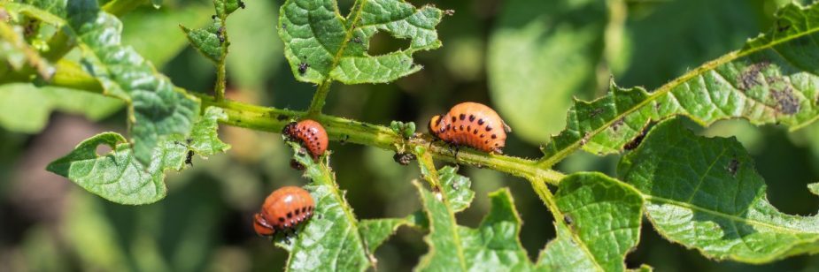 Pulgonzinhos Astutos: Como Reconhecer e Afastar os Piores Inimigos - inspiração 1