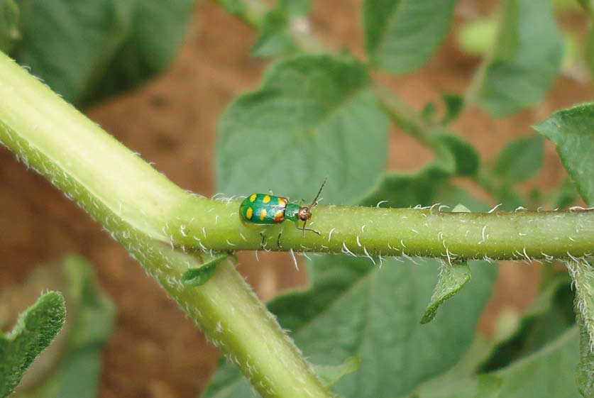Pragas Secundárias: Fique Atenta a Outros Insetos Menores - inspiração 1
