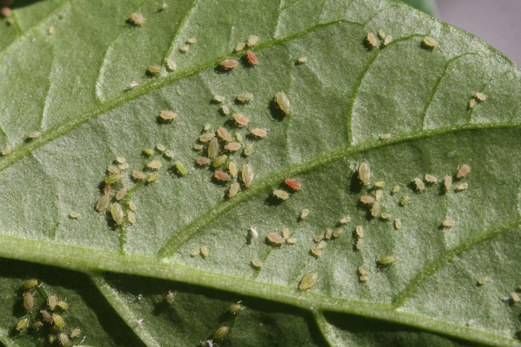 Pragas Secundárias: Fique Atenta a Outros Insetos Menores - inspiração 2