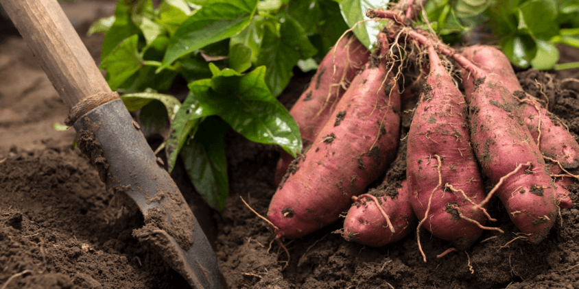 O Mancha-Preta nas Folhas: Um Sinal de Alerta Para Não Ignorar - inspiração 1