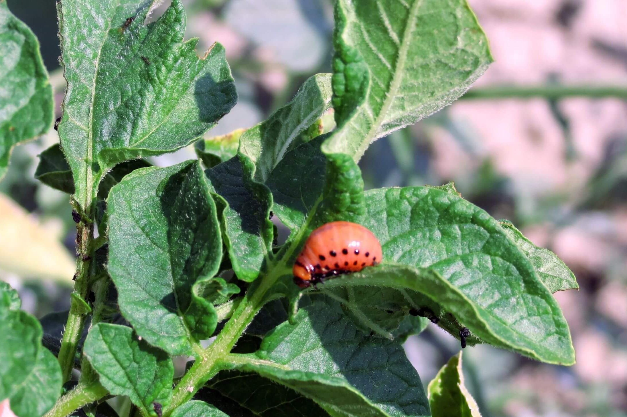 Nematoides: Inimigos Invisíveis que Causam Grandes Danos - inspiração 1