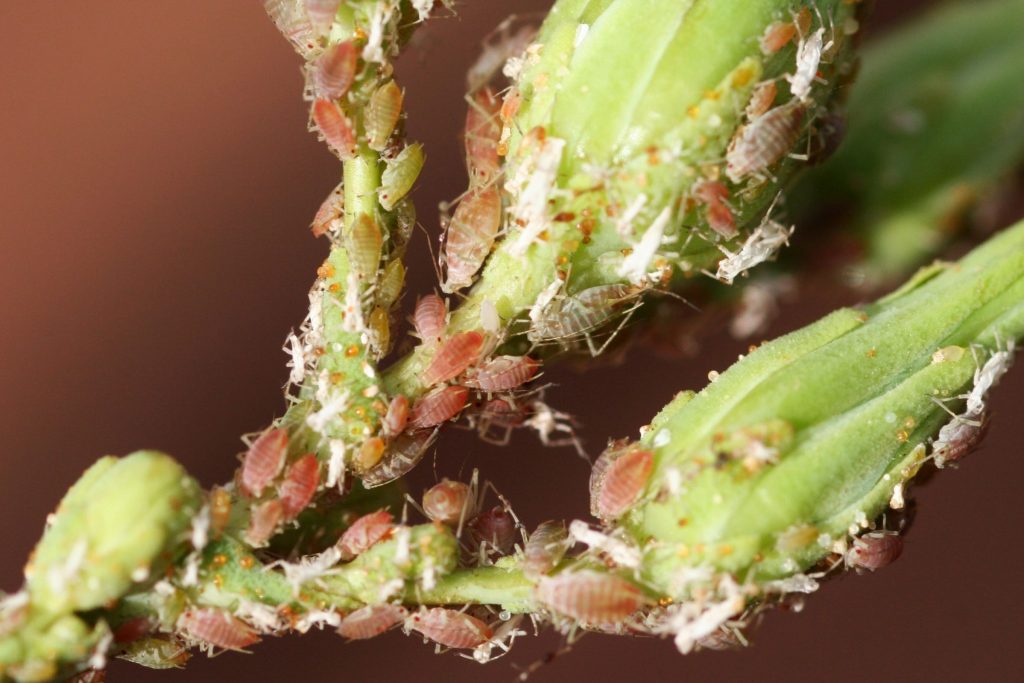 Nematoides: Inimigos Invisíveis que Causam Grandes Danos - inspiração 2