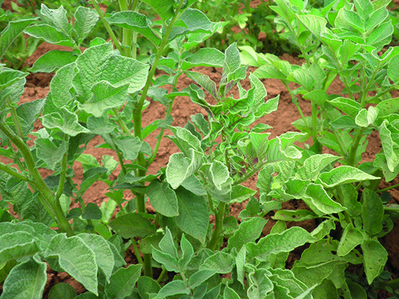 O Fungo Mofado: Quando e Como Intervir para Salvar sua Colheita - inspiração 1