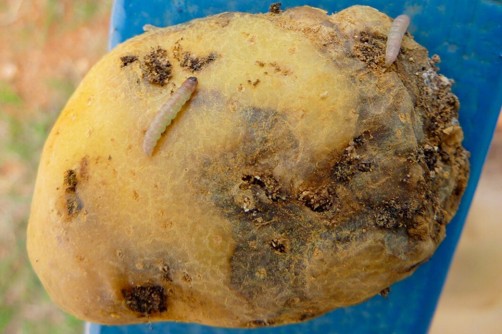 O Fungo Mofado: Quando e Como Intervir para Salvar sua Colheita - inspiração 2