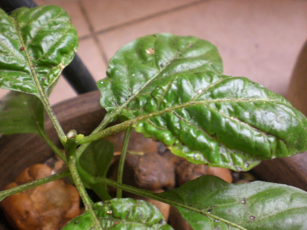 Ácaros Comuns em Pimenteiras: Quem São e Como Agem - inspiração 1