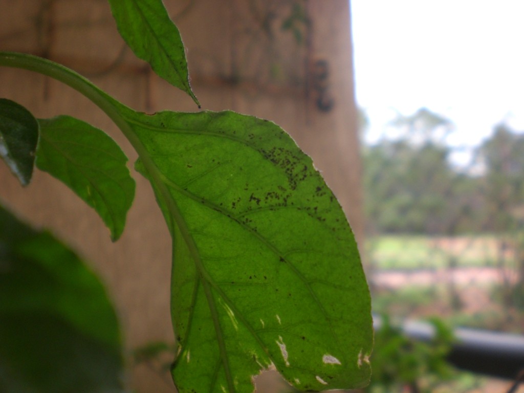 Prevenção é a Chave: Criando um Ambiente Desfavorável aos Ácaros - inspiração 1