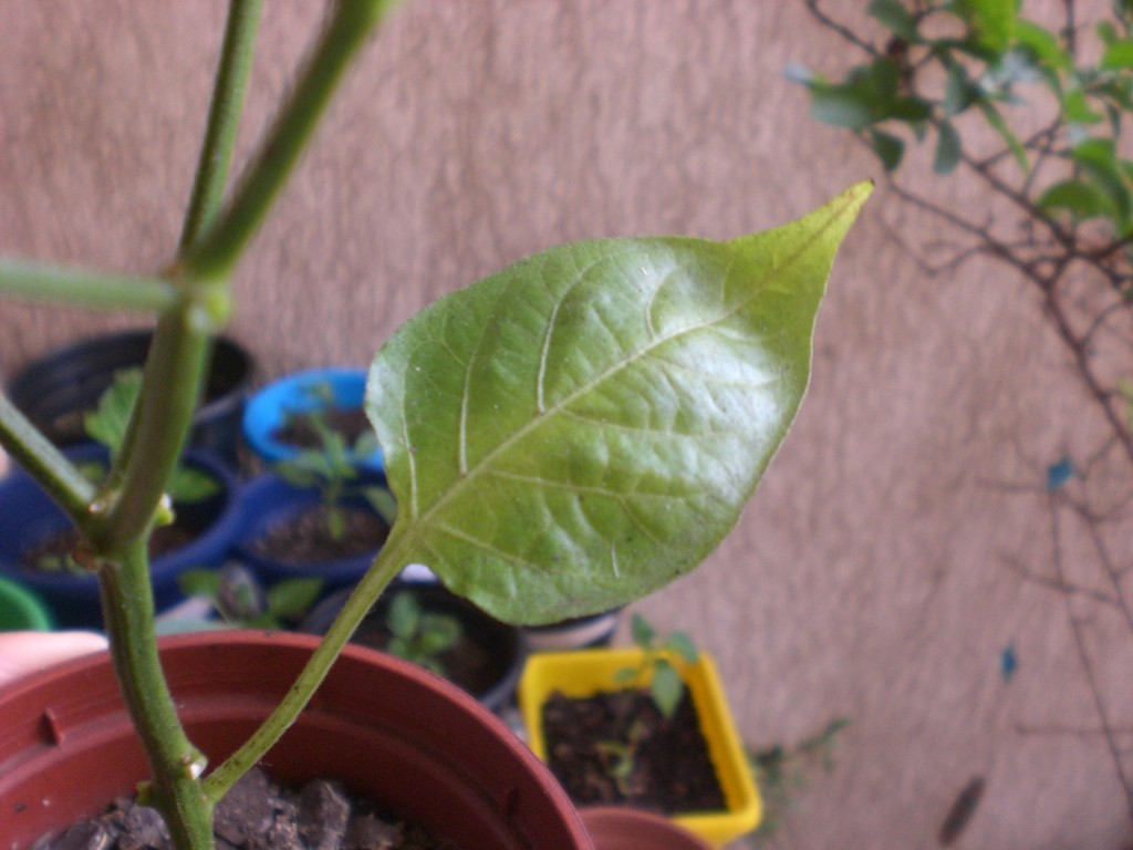 Óleos Naturais: Um Aliado Poderoso no Controle de Ácaros - inspiração 1