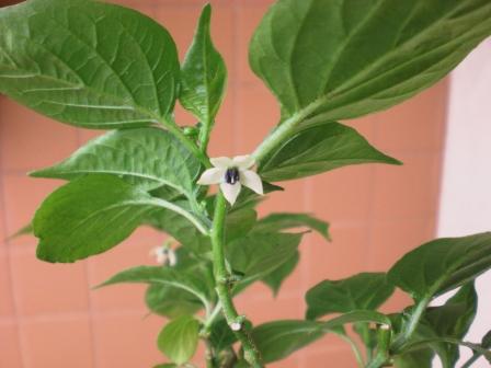 Óleos Naturais: Um Aliado Poderoso no Controle de Ácaros - inspiração 2