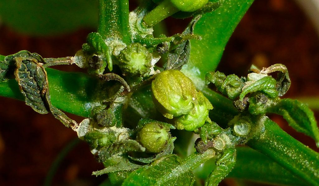 Soluções Inseticidas Ecológicas para Infestações Severas - inspiração 2