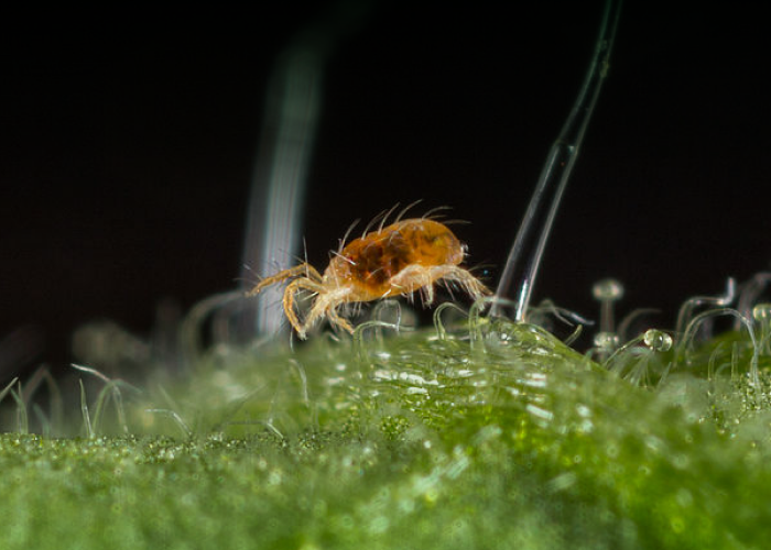 O Papel dos Inimigos Naturais no Controle Biológico - inspiração 1