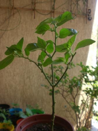 O Papel dos Inimigos Naturais no Controle Biológico - inspiração 2