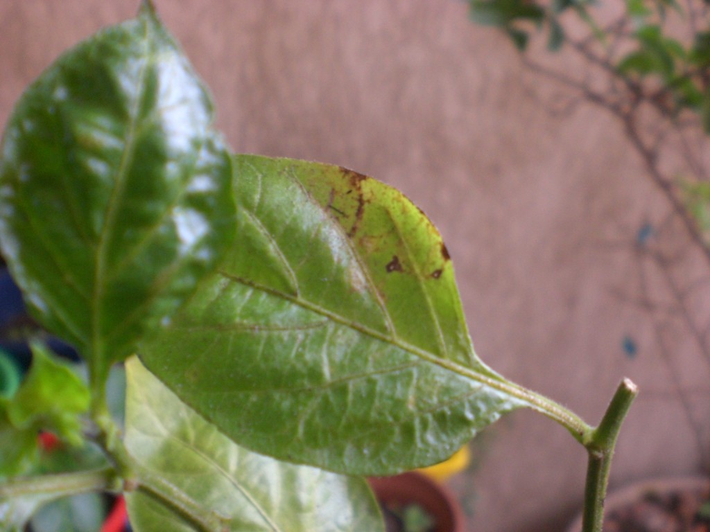 Cuidados Pós-Tratamento: Recuperando e Fortalecendo Suas Pimenteiras - inspiração 2