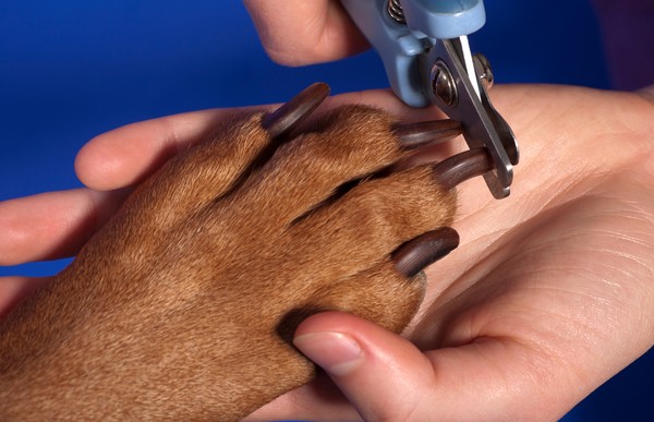 Preparando o ambiente: um espaço calmo para o seu pet - inspiração 1