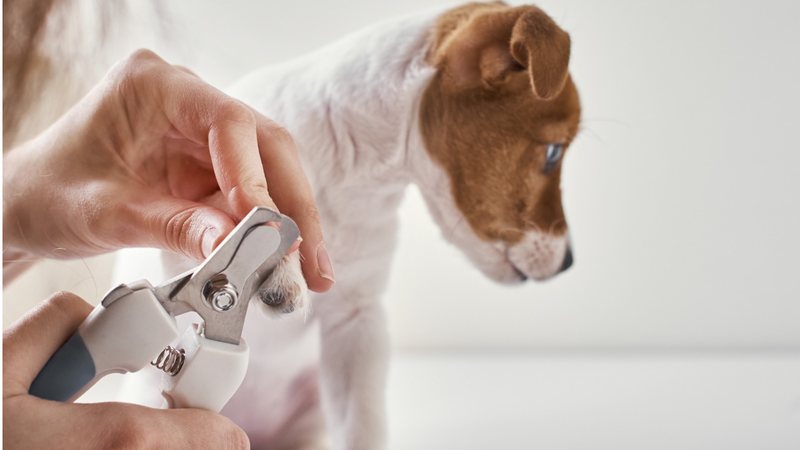 A técnica correta: pegada firme e corte preciso - inspiração 2