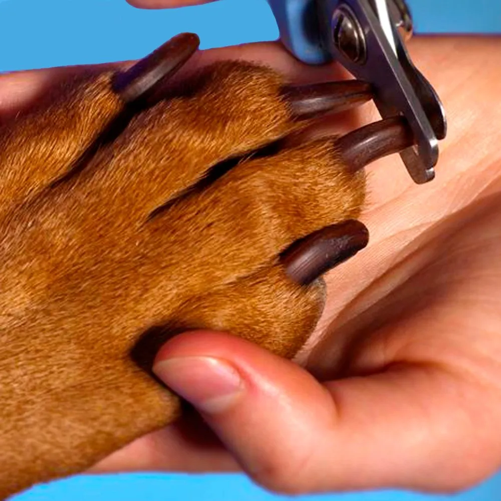 O que fazer se houver sangramento: primeiros socorros rápidos - inspiração 1