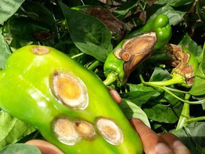 Mancha Bacteriana: Sinais e Controle - inspiração 1