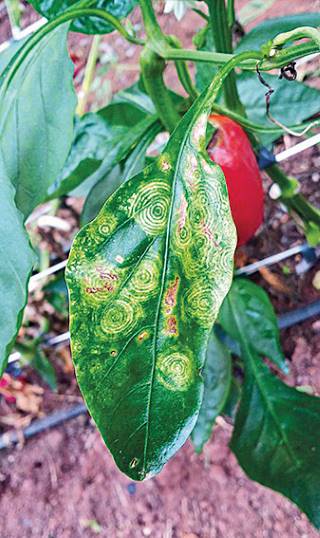 Mancha Bacteriana: Sinais e Controle - inspiração 2