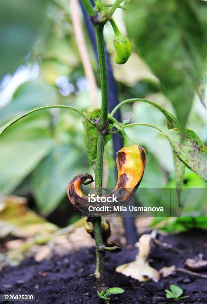 Tratamentos Orgânicos vs. Químicos: Qual Escolher? - inspiração 2