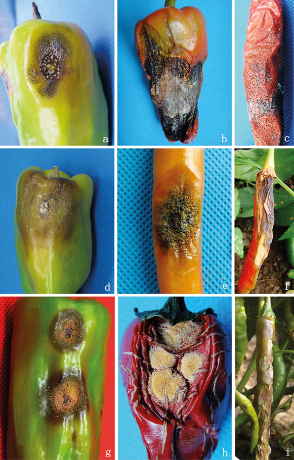 Antracnose: Como Identificar e Tratar - inspiração 2