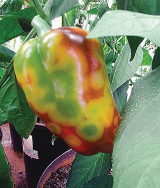 Oídio: Identificação e Métodos de Combate - inspiração 2