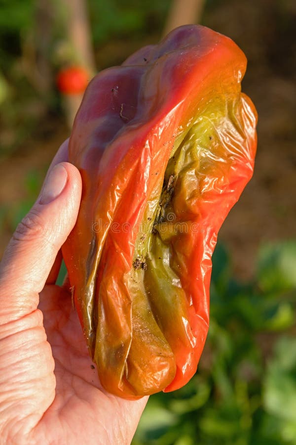 Míldio: Reconheça os Sintomas e Aja Rápido - inspiração 1