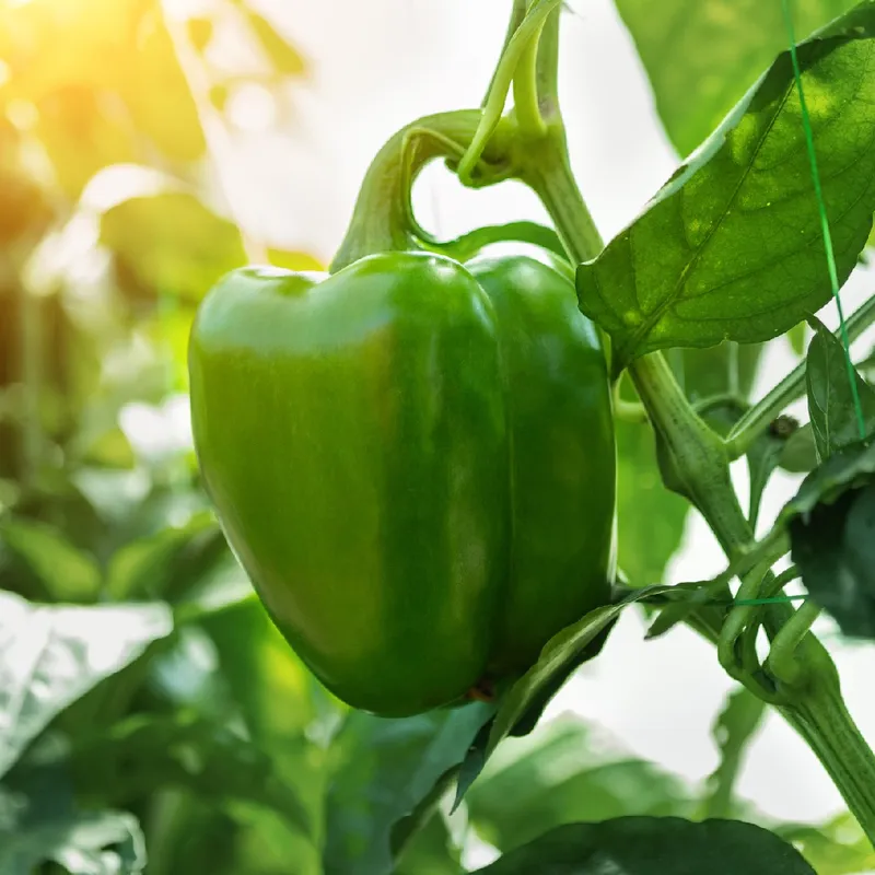 Míldio: Reconheça os Sintomas e Aja Rápido - inspiração 2