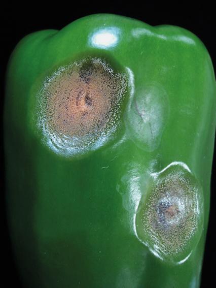 Podridão Apical: Entenda a Causa e Previna - inspiração 2