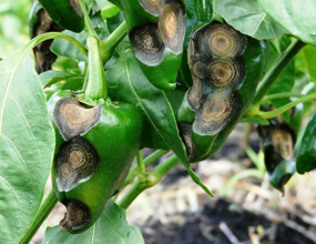 Vírus do Mosaico: Sintomas e Medidas de Controle - inspiração 1