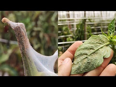 Vírus do Mosaico: Sintomas e Medidas de Controle - inspiração 2