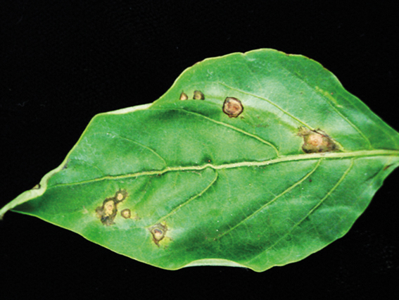 Doenças Viróticas: Prevenção é a Chave - inspiração 2