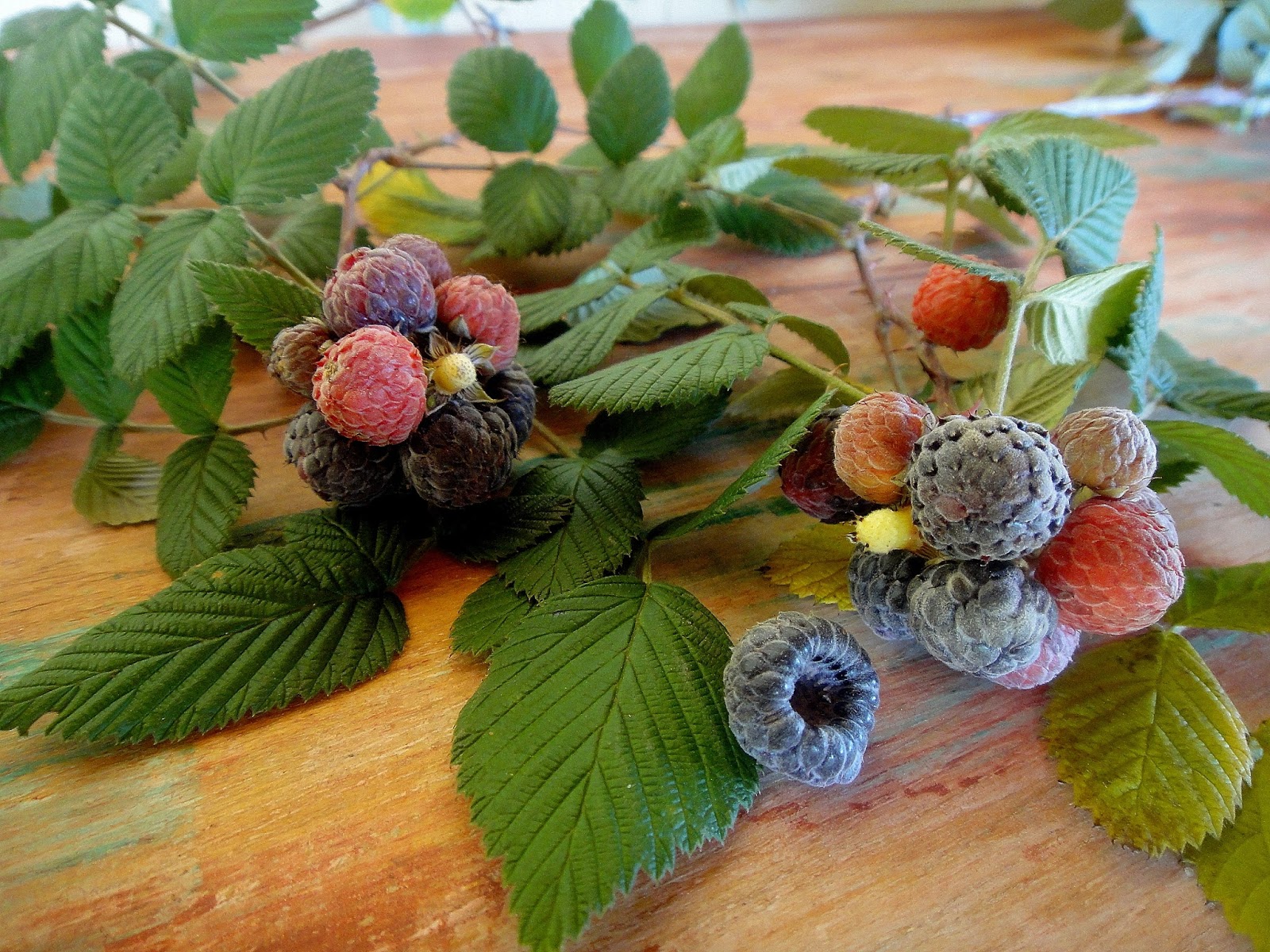 Morangos: Os Campeões Versáteis Para o Seu Pomar de Altitude - inspiração 1