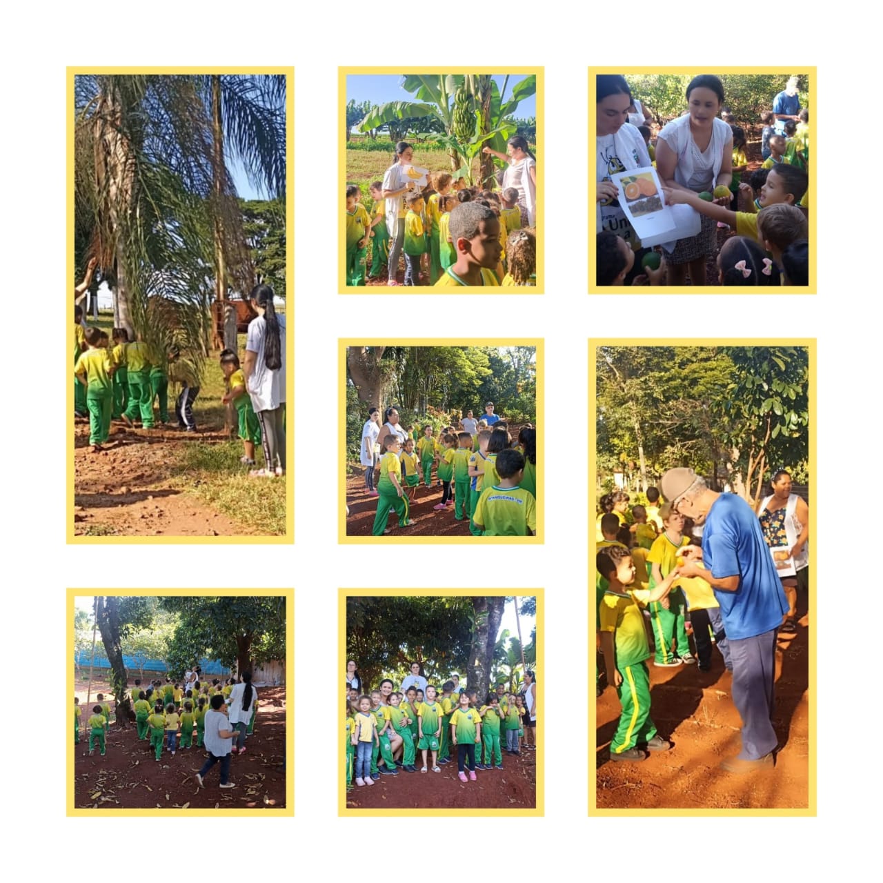 Cerejas Ácidas: A Doçura Inesperada Que Sobrevive às Geadas - inspiração 2