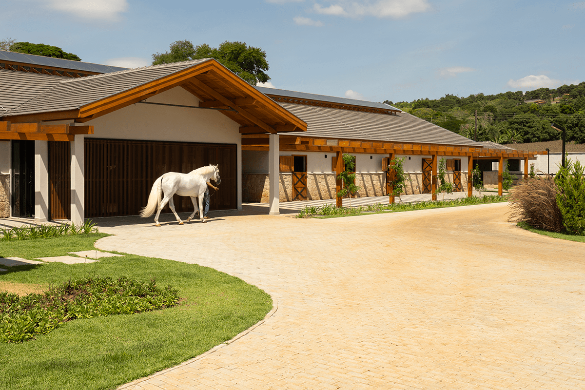 Tipos de Cavalos Disponíveis para Passeios - inspiração 2