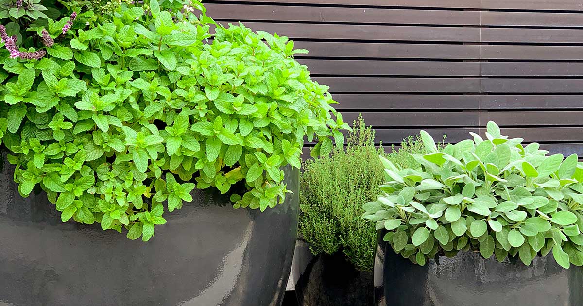 Cebolinha Verde: Um Toque Delicado e Essencial em Diversas Receitas - inspiração 2