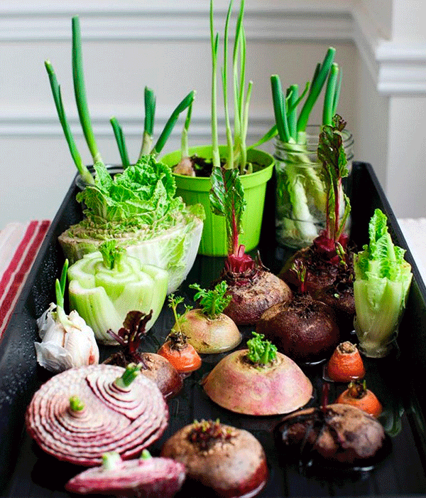 Abobrinha: Versatilidade e Controle Glicêmico no Prato - inspiração 2