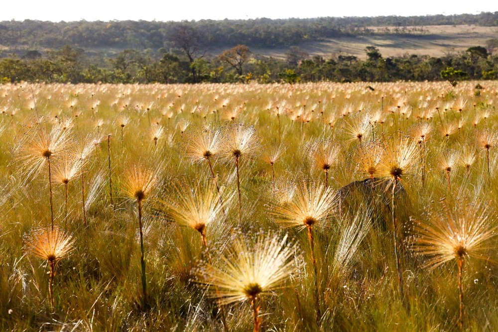 A Simbologia das Esculturas e Elementos Naturais - inspiração 2