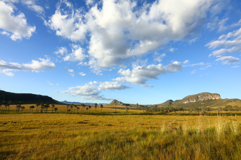 Fotografia no Jardim: Capturando a Essência Mística - inspiração 2